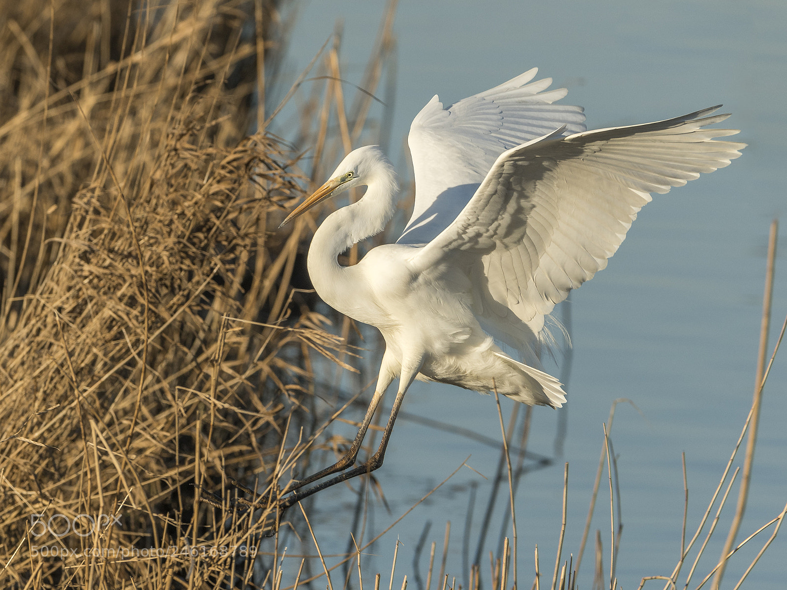 Nikon D500 sample photo. Safe landing photography