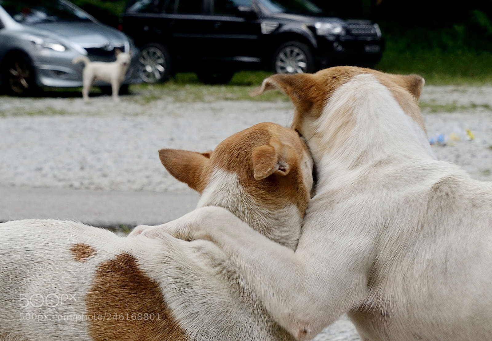 Nikon D610 sample photo. Love photography