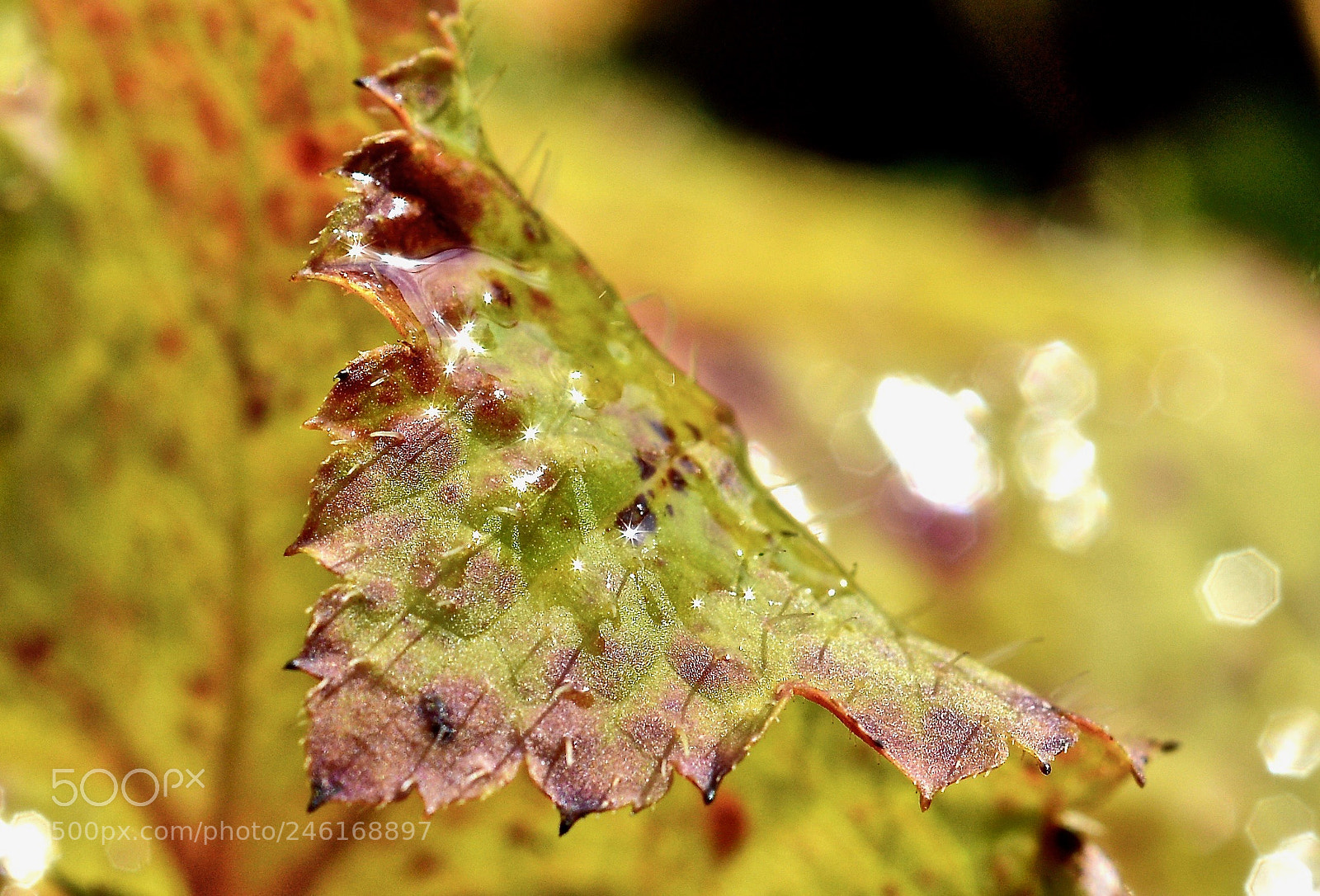 Nikon D800 sample photo. Bokeh on a leaf photography