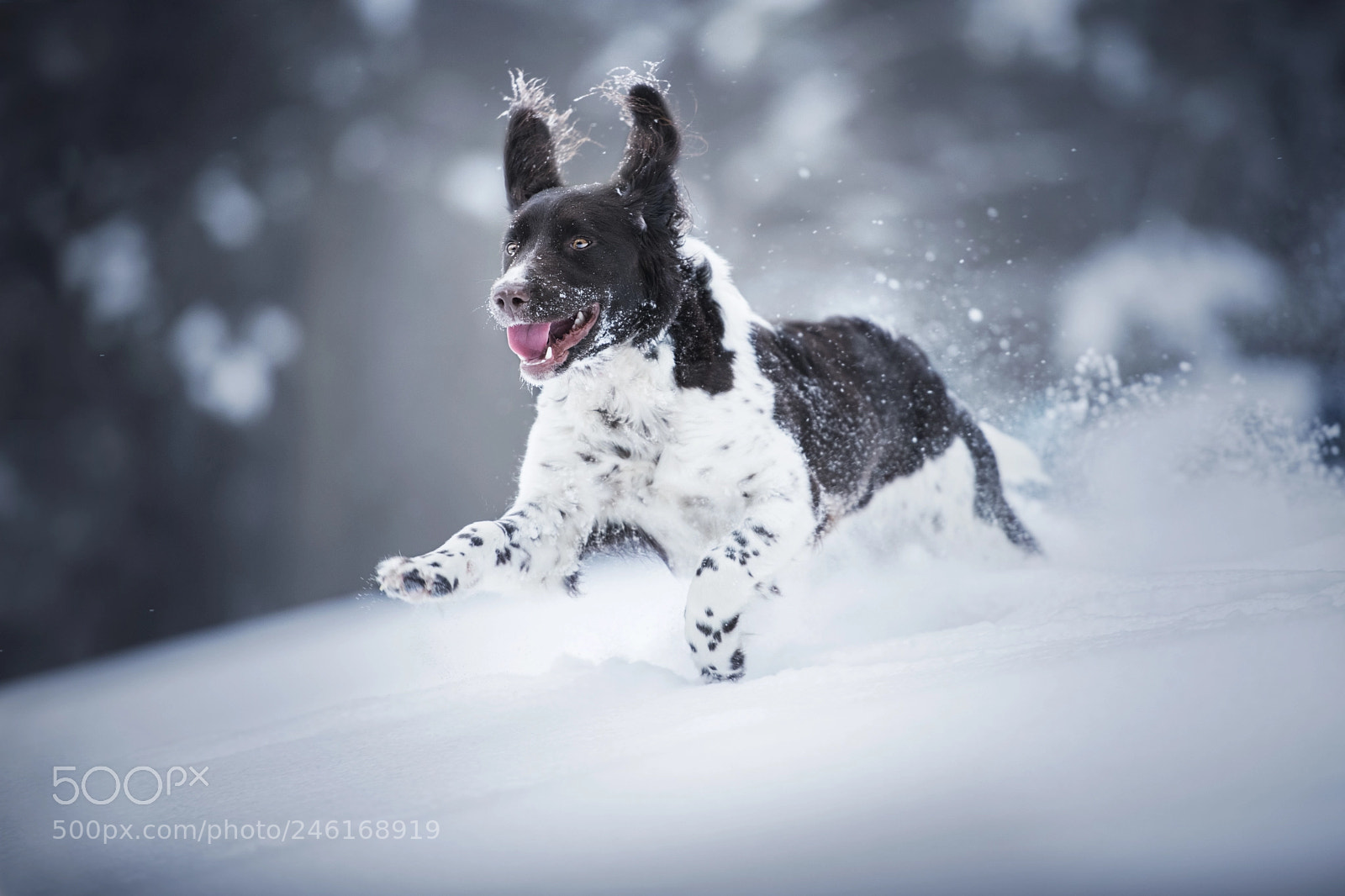 Nikon D850 sample photo. - winterfun - photography