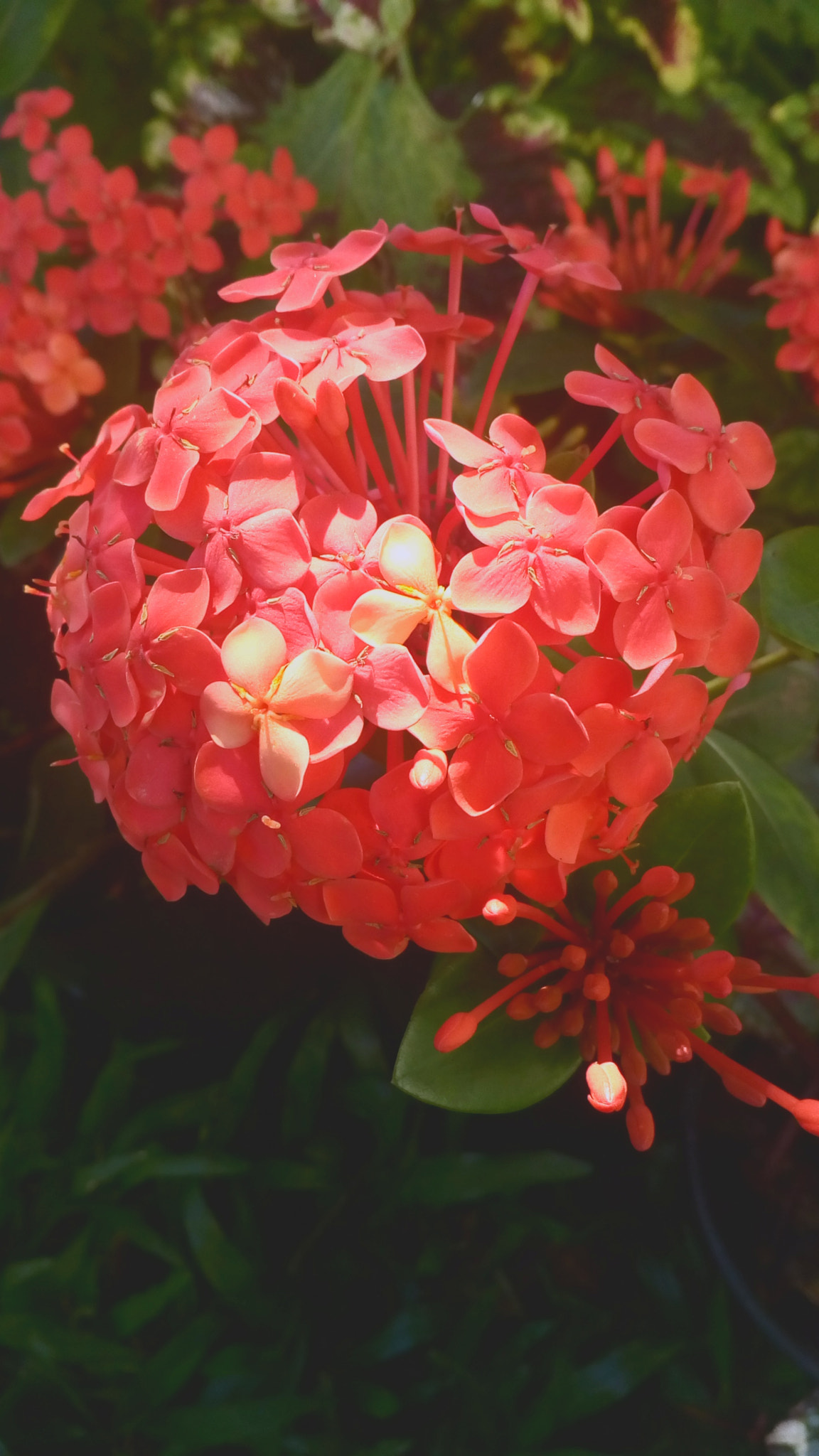 Lenovo VIBE K10 sample photo