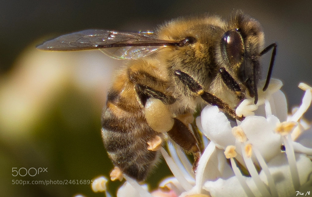 Nikon D7200 sample photo. Bee photography