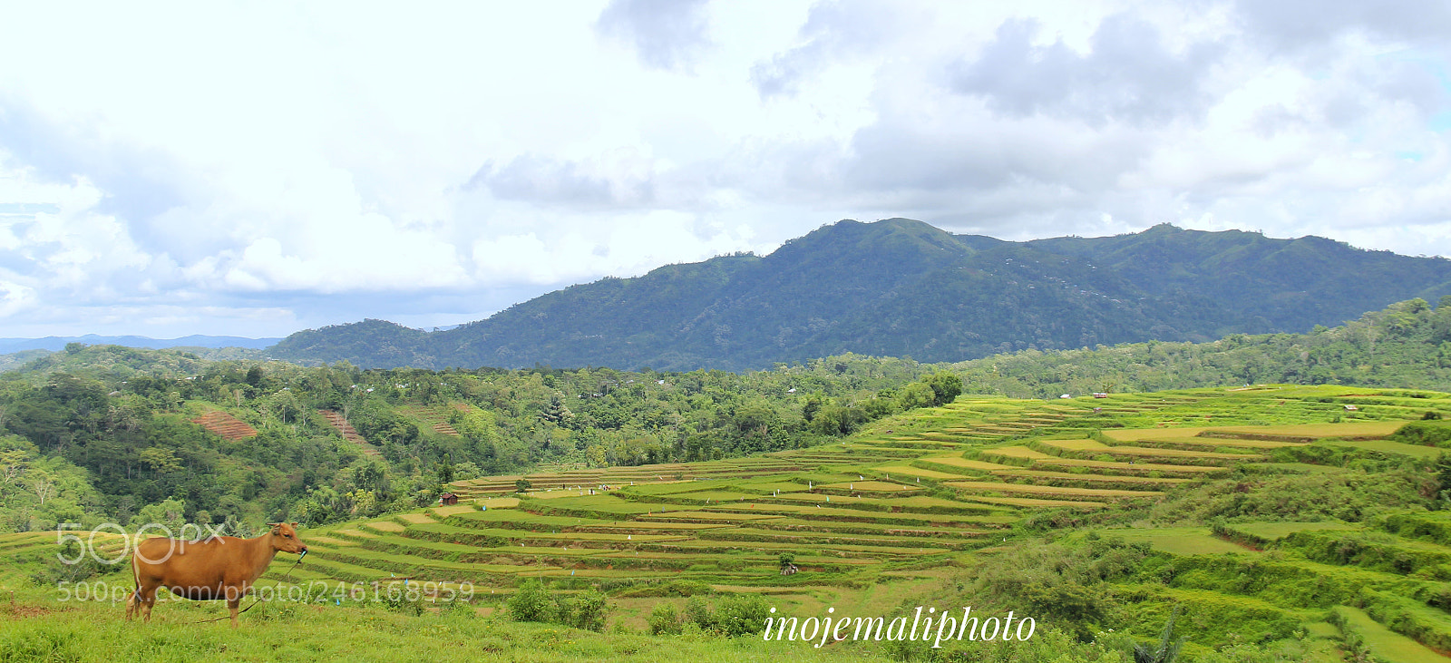 Canon EOS 60D sample photo. Ricefields at watu alo photography