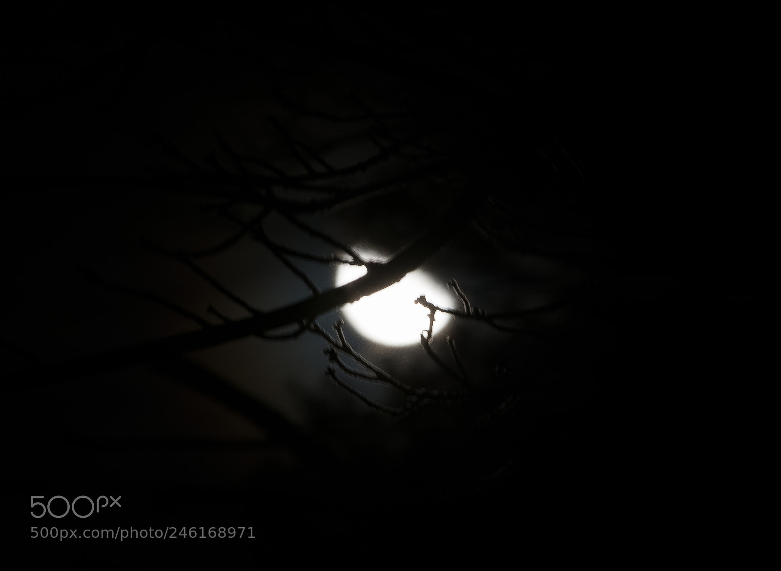 Nikon D7100 sample photo. Blurry dream photography