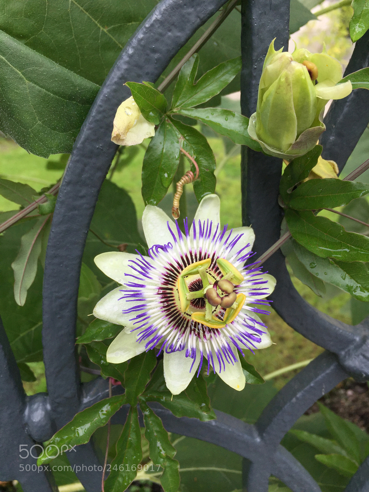 Apple iPhone 6 sample photo. A flower from another photography