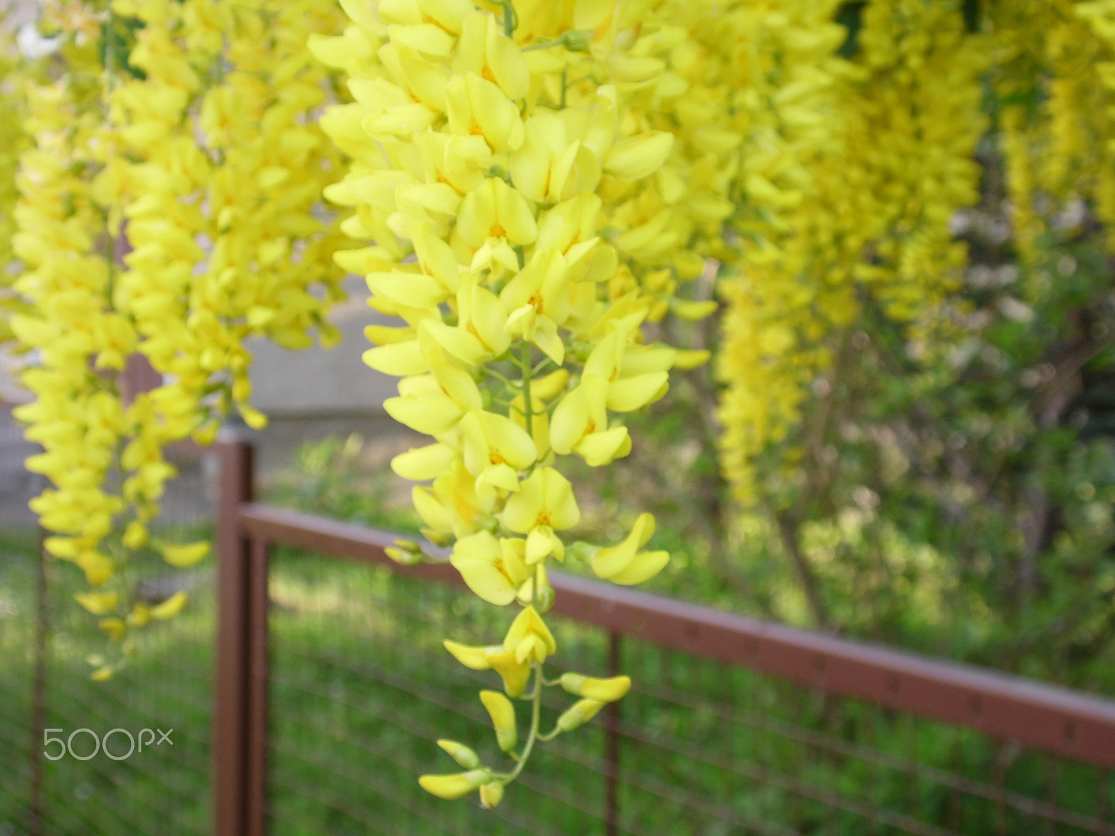 Samsung WB100/  WB101 sample photo. Broom photography