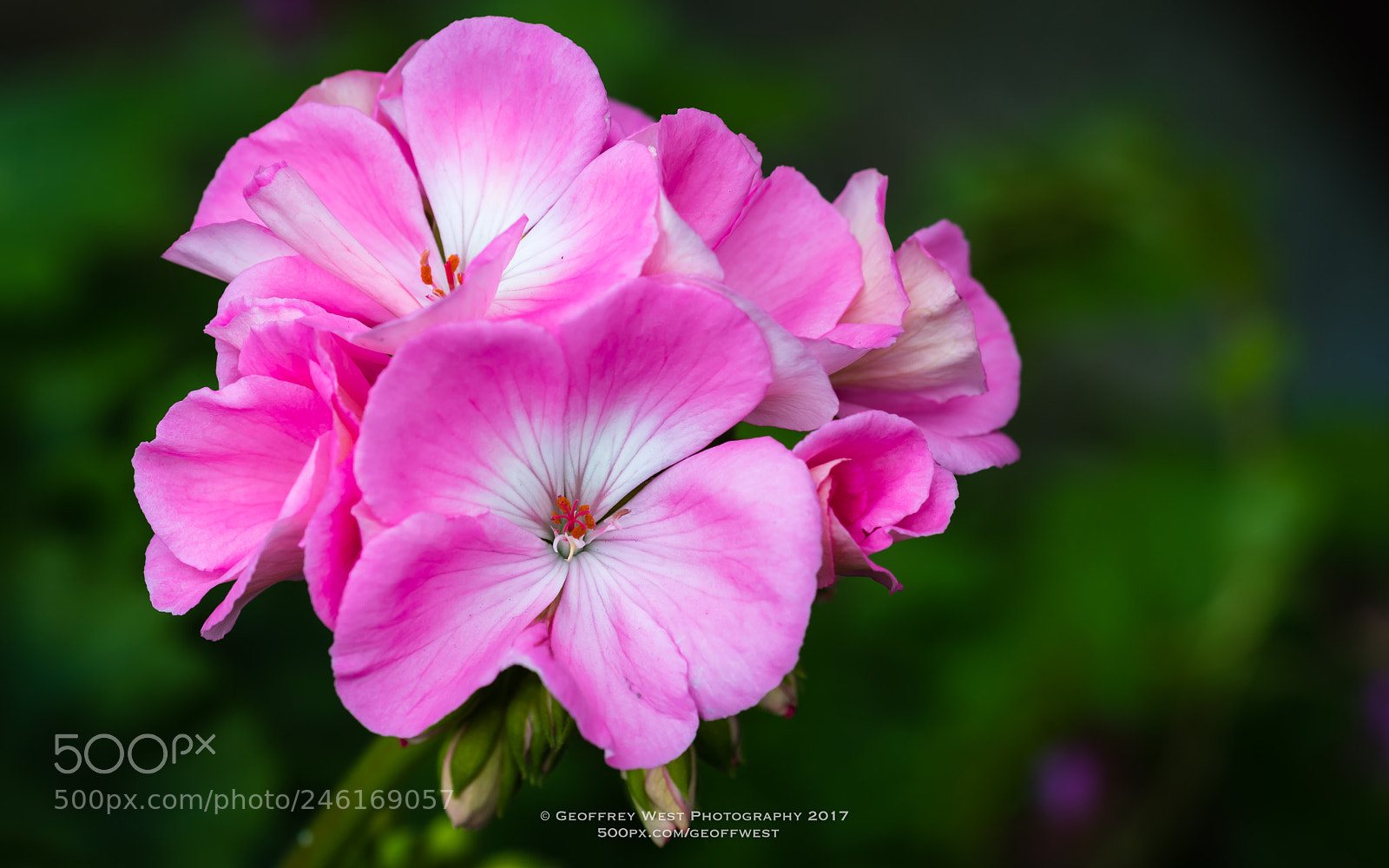 Nikon D500 sample photo. The colours of nature photography