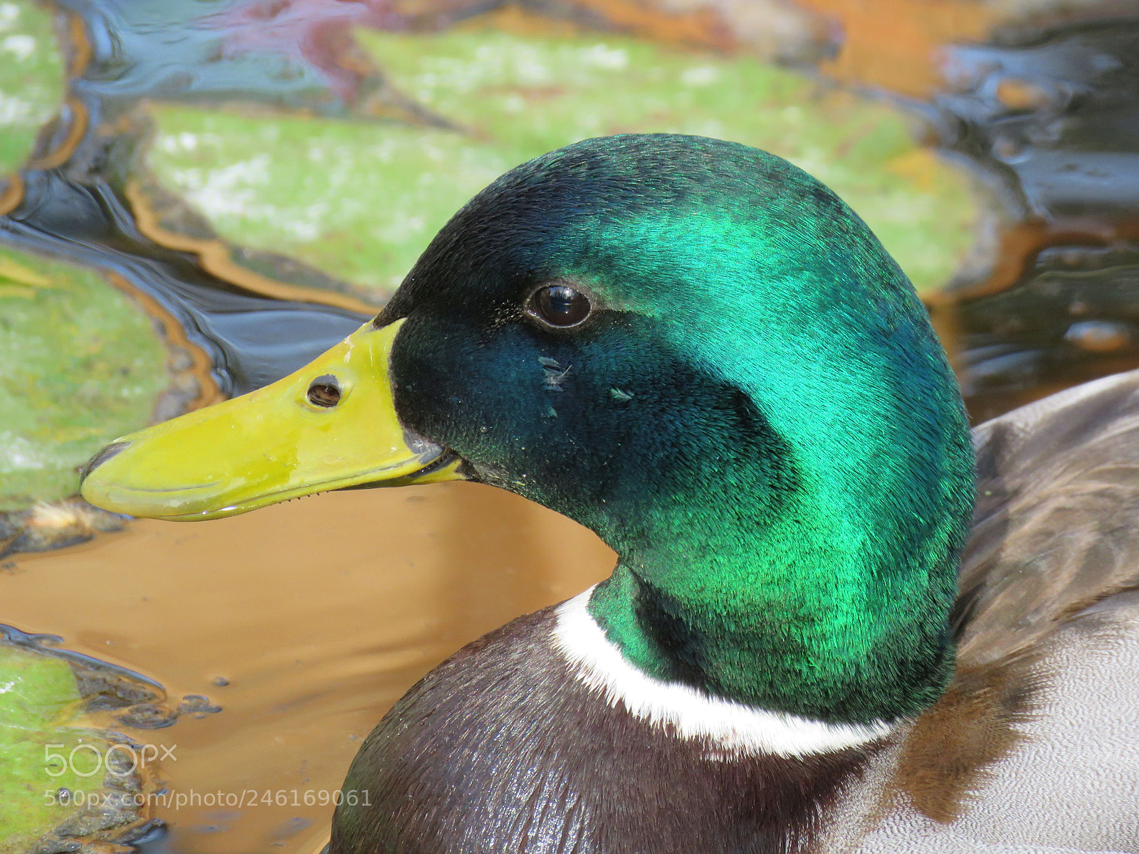 Canon PowerShot SX60 HS sample photo. Prince photography