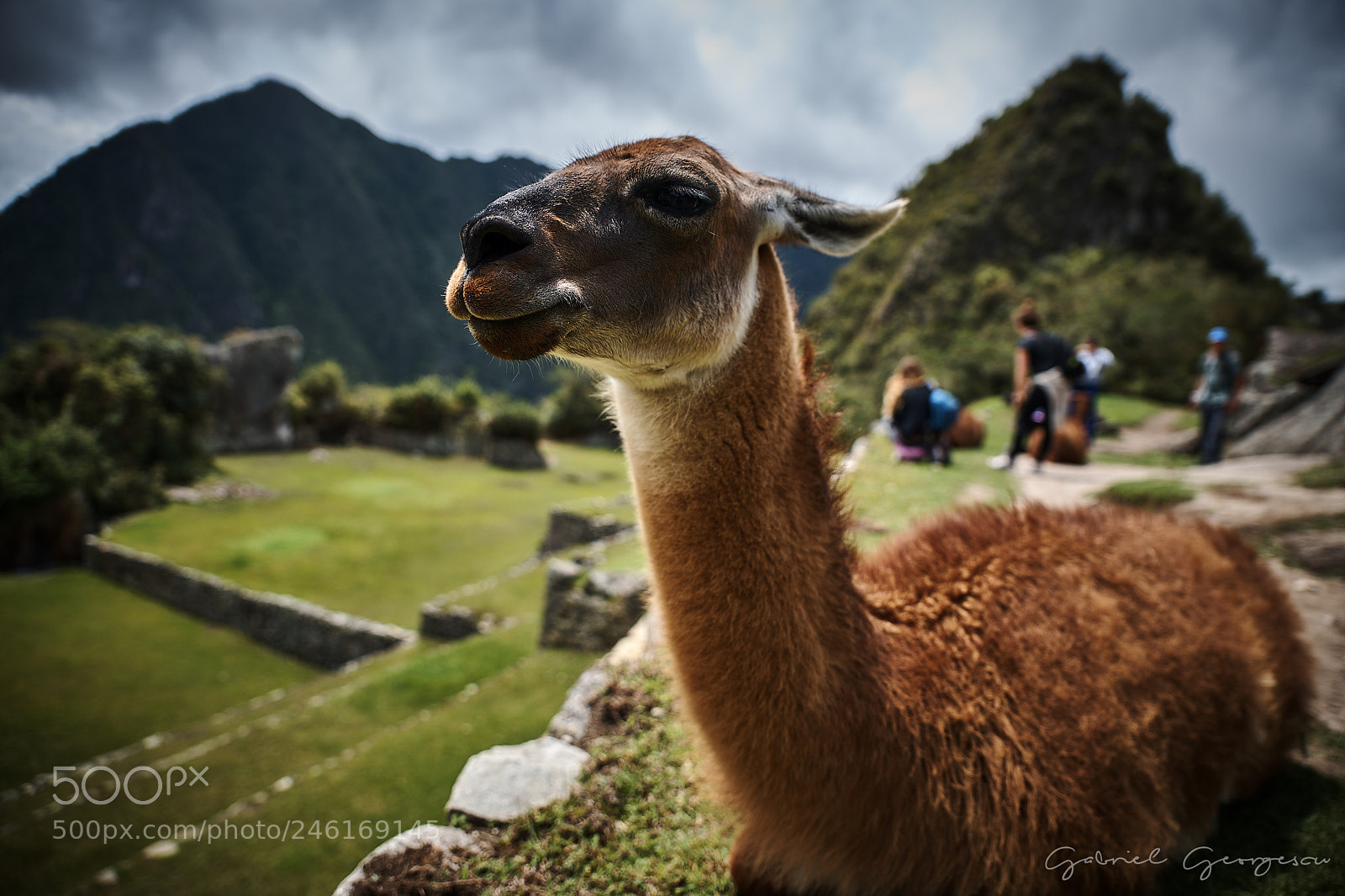 Nikon D850 sample photo. Llama, machu picchu photography