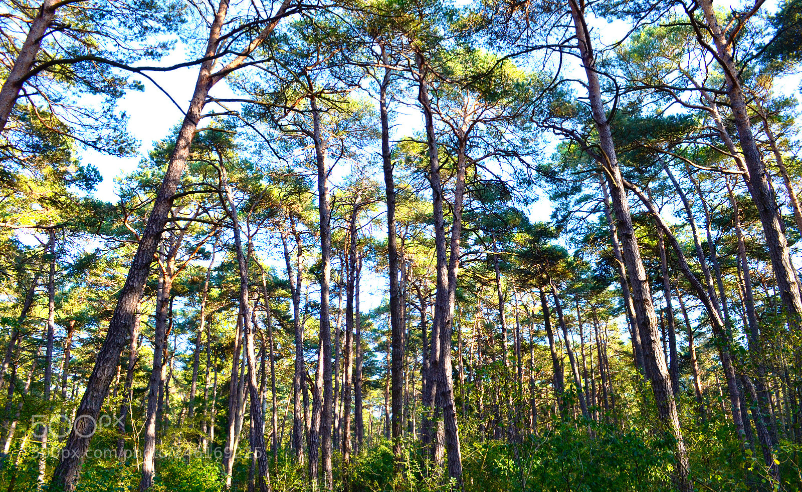 Nikon D5100 sample photo. Forest view photography