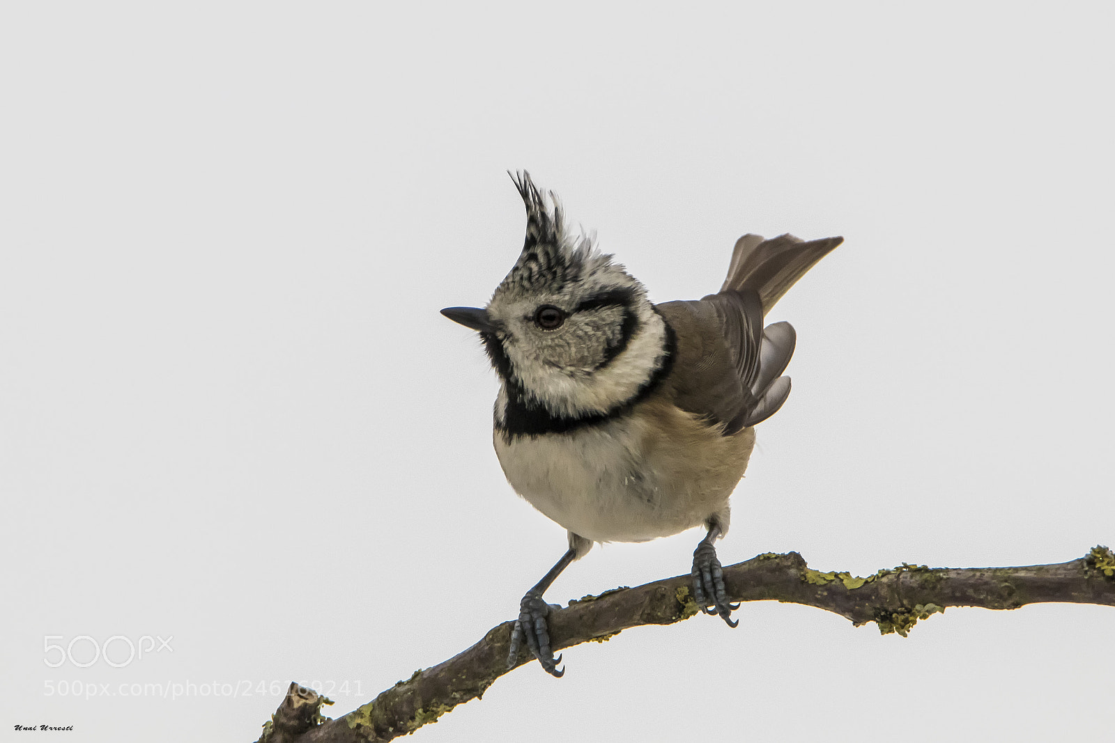 Canon EOS 77D (EOS 9000D / EOS 770D) sample photo. Herrerillo capuchino. photography