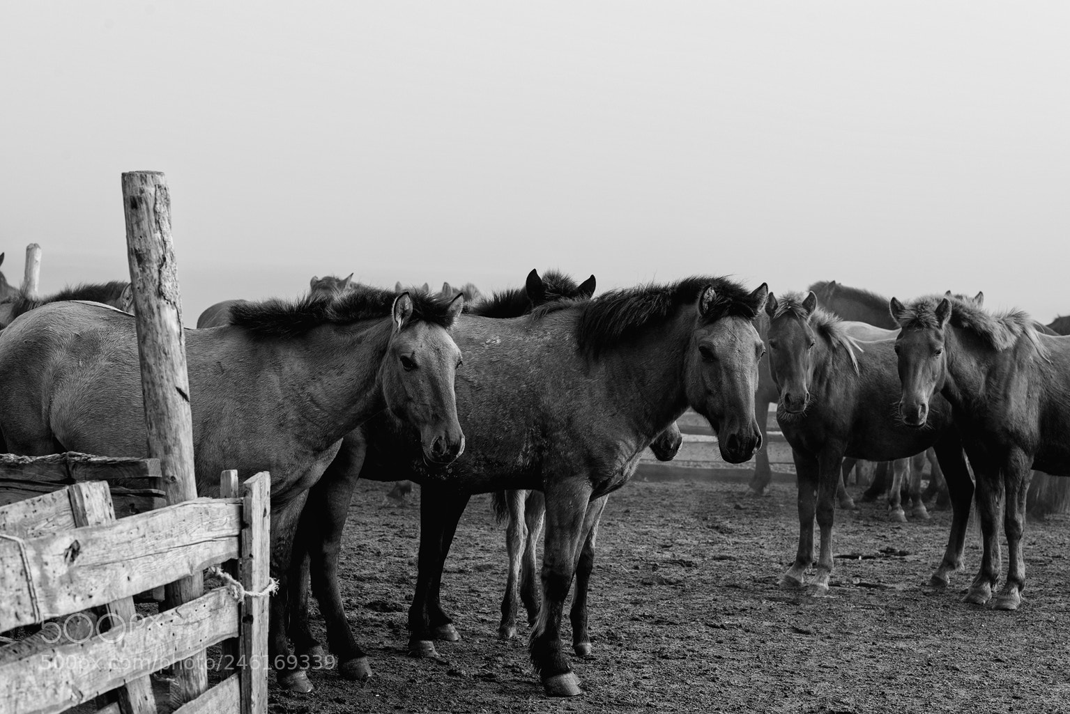 Nikon D800 sample photo. Horses iii photography