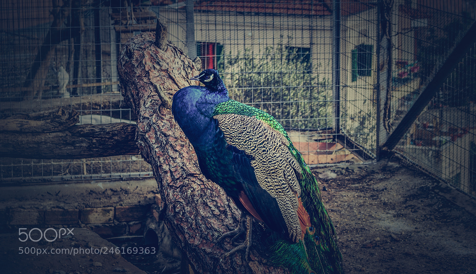 Canon EOS 750D (EOS Rebel T6i / EOS Kiss X8i) sample photo. Peacock photography