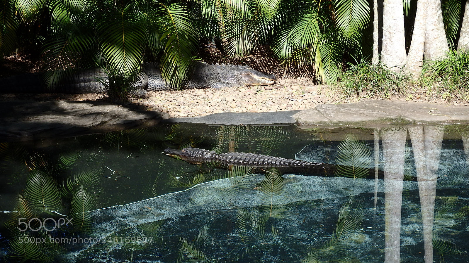Olympus SP-100EE sample photo. Crocs photography