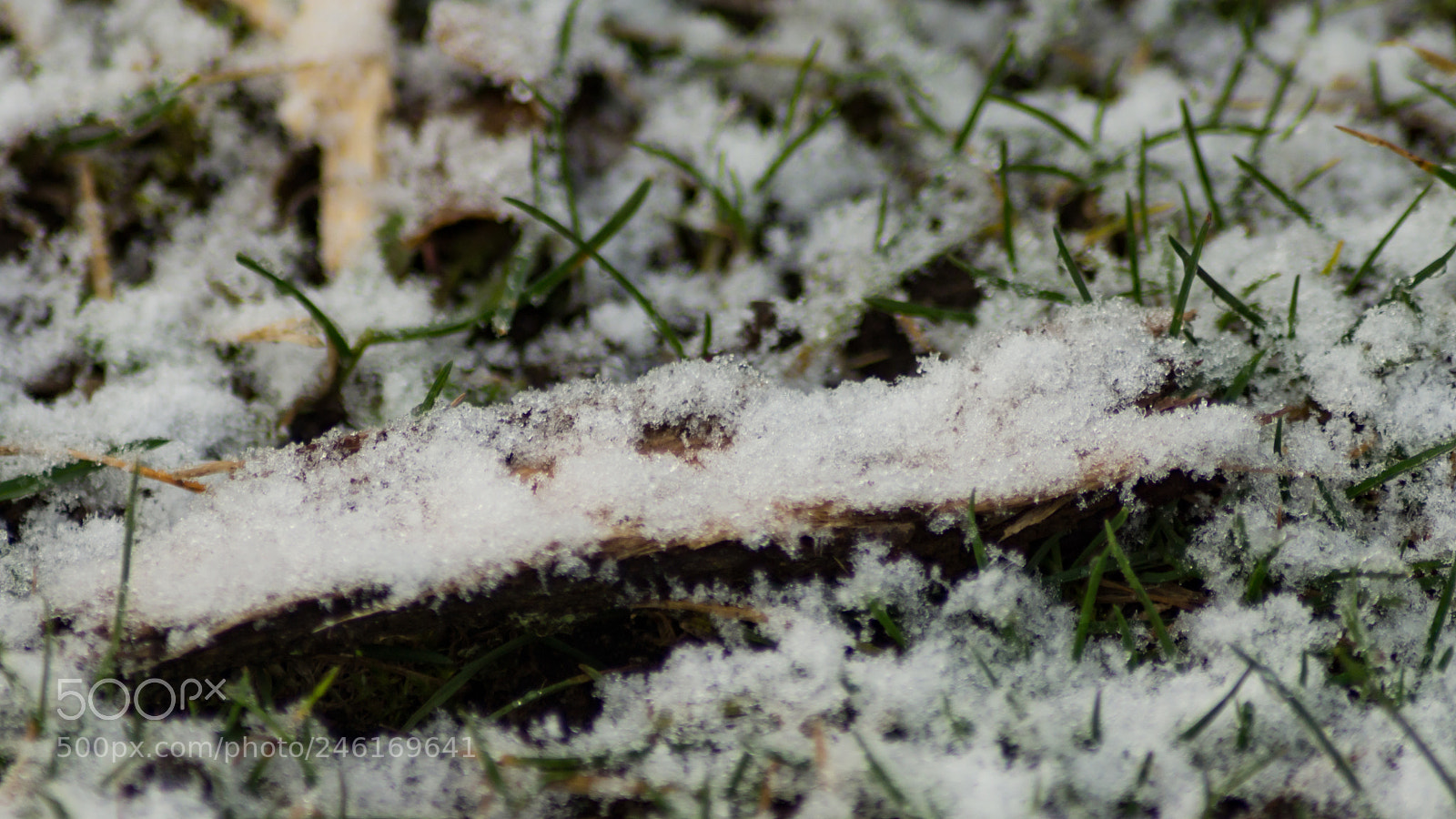 Sony SLT-A65 (SLT-A65V) sample photo. Frozen leaf on the photography