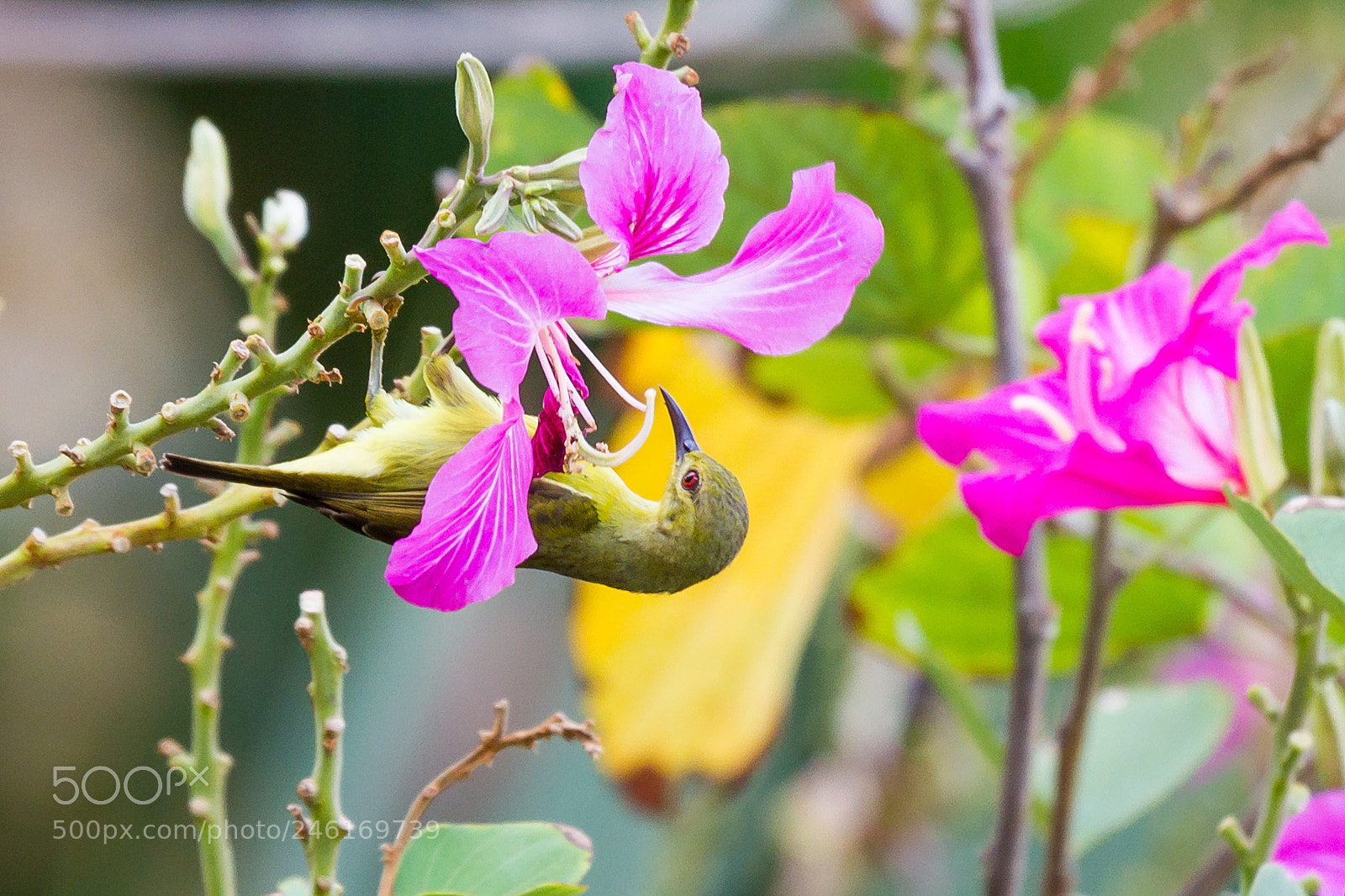 Canon EOS 7D sample photo. Olive-backed sunbird (female) photography