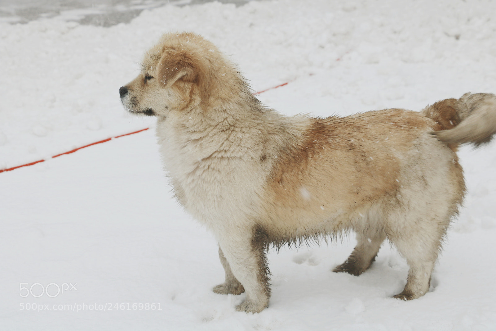 Canon EOS 750D (EOS Rebel T6i / EOS Kiss X8i) sample photo. 雪中的小胖 photography