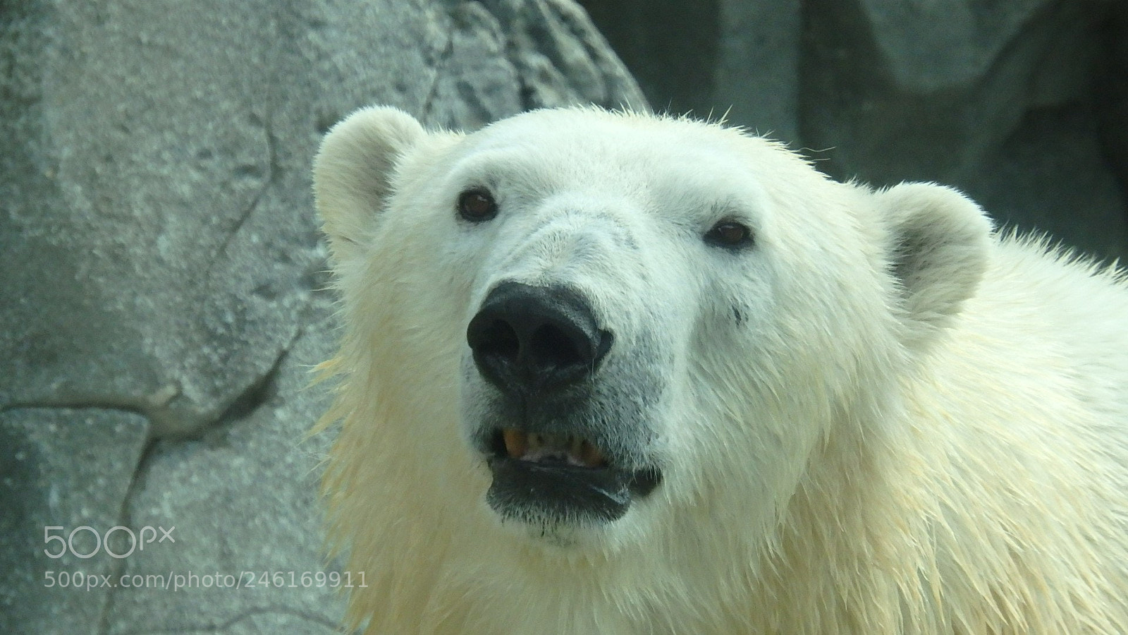 Olympus SP-100EE sample photo. Polar bear 1 photography