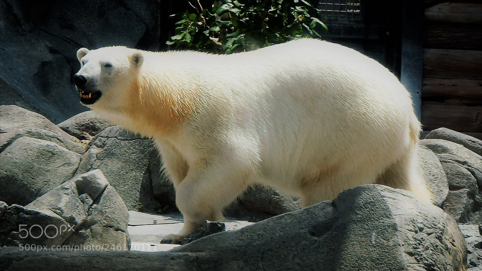 Olympus SP-100EE sample photo. Polar bear 2 photography