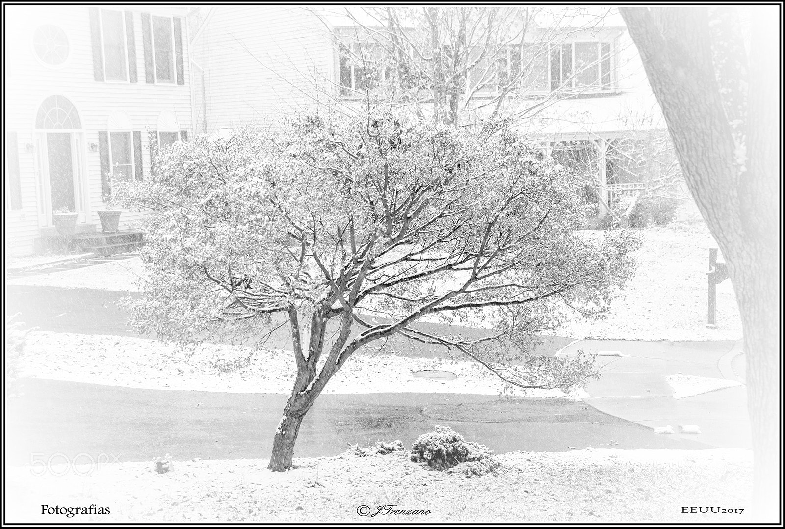 Nikon D810 sample photo. Arbol nevado photography