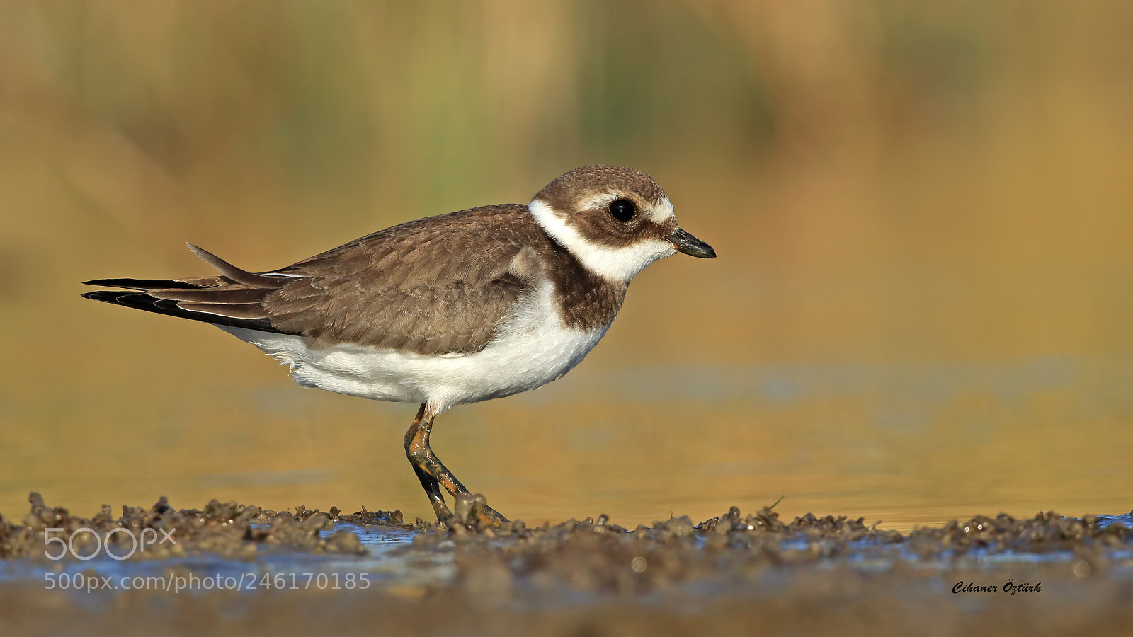 Canon EOS 7D Mark II sample photo. Common ringed plover. photography