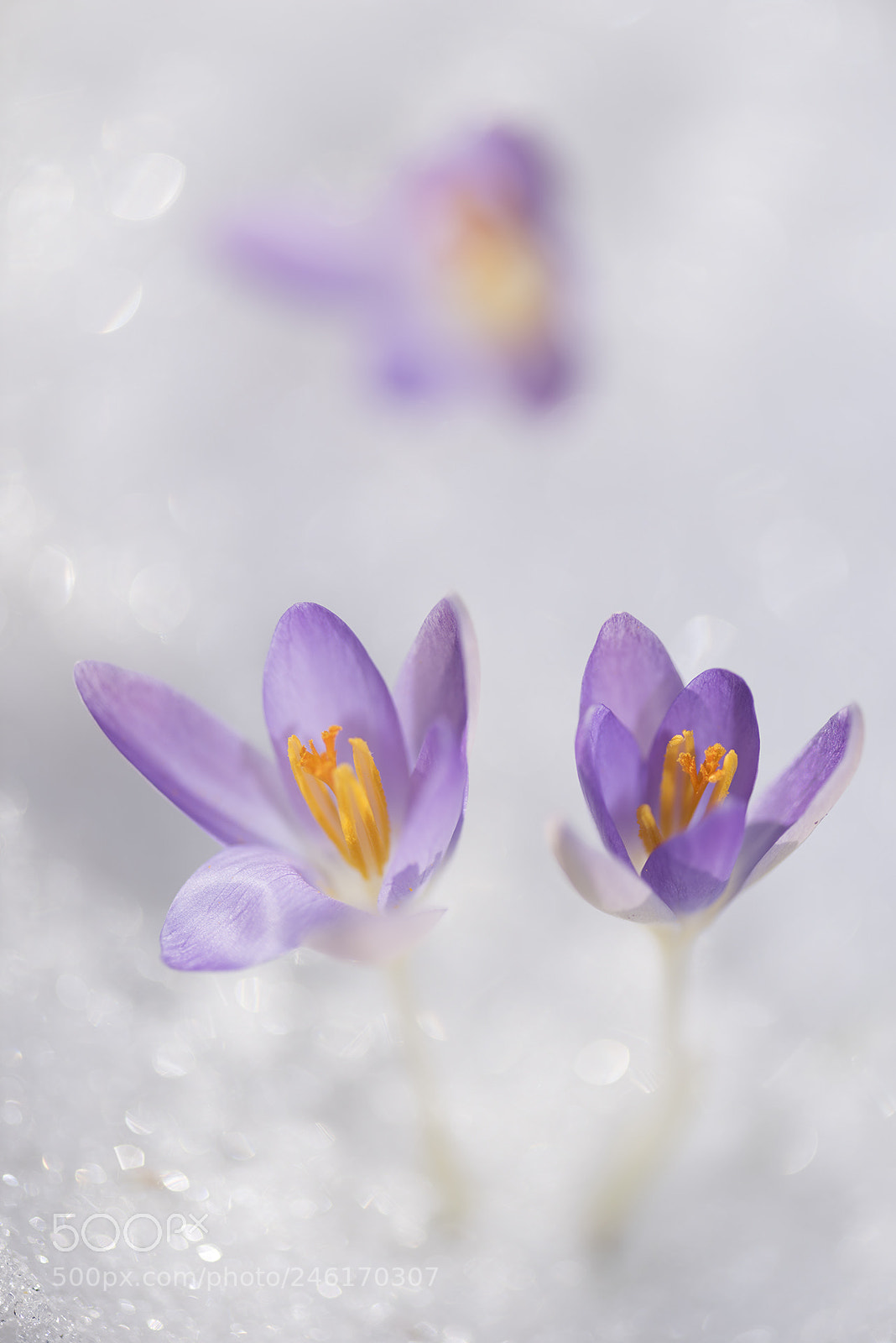 Nikon D810 sample photo. The power of life photography