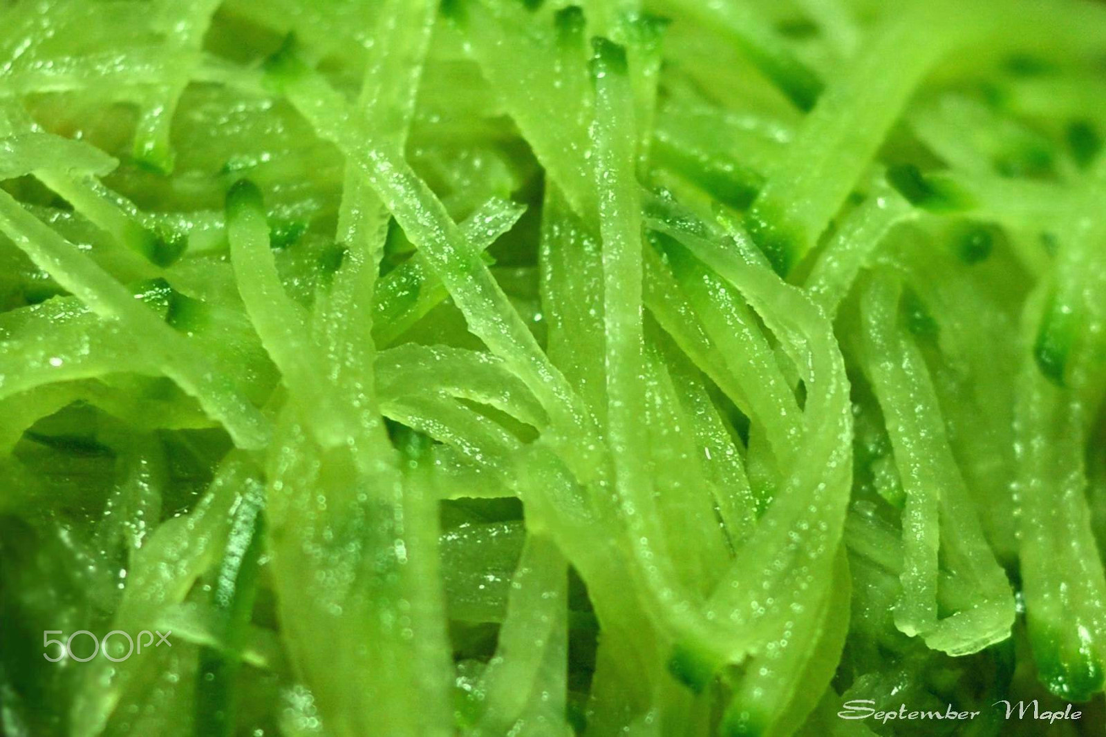 Nikon D90 + Nikon AF Nikkor 50mm F1.8D sample photo. 肉丸萝卜汤 2 photography