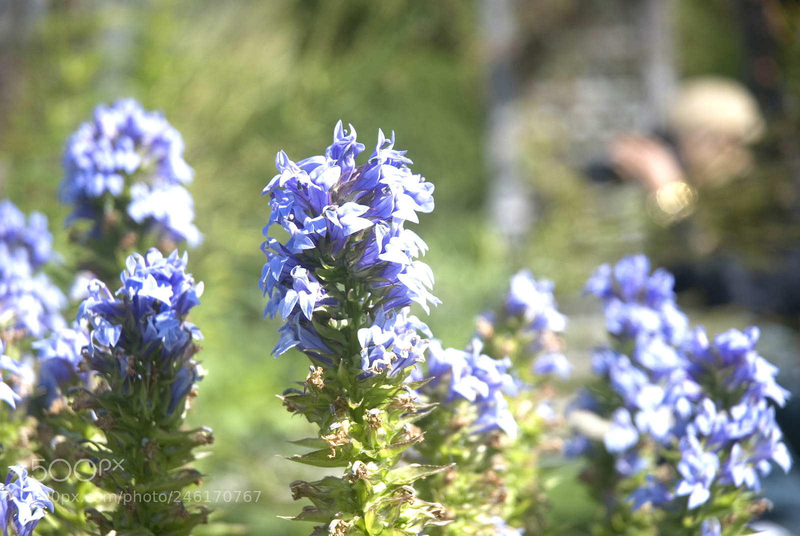 Nikon D80 sample photo. Purple flowers photography