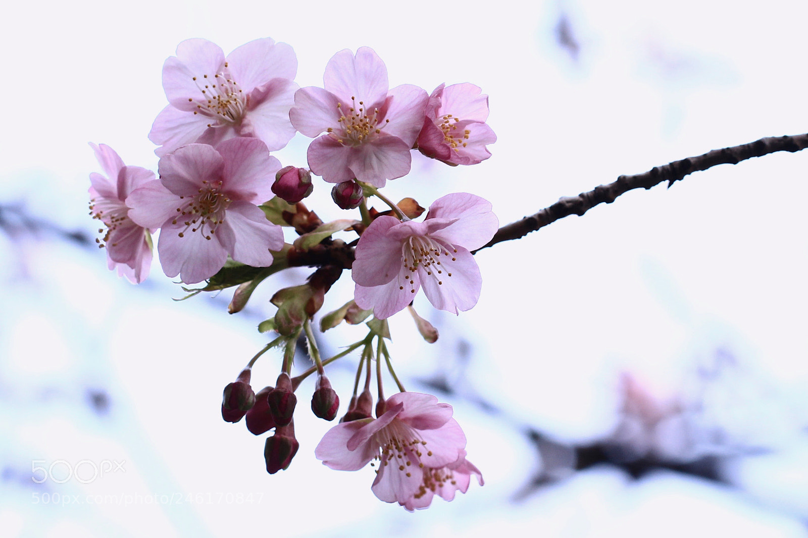 Canon EOS 700D (EOS Rebel T5i / EOS Kiss X7i) sample photo. The first sakura... photography