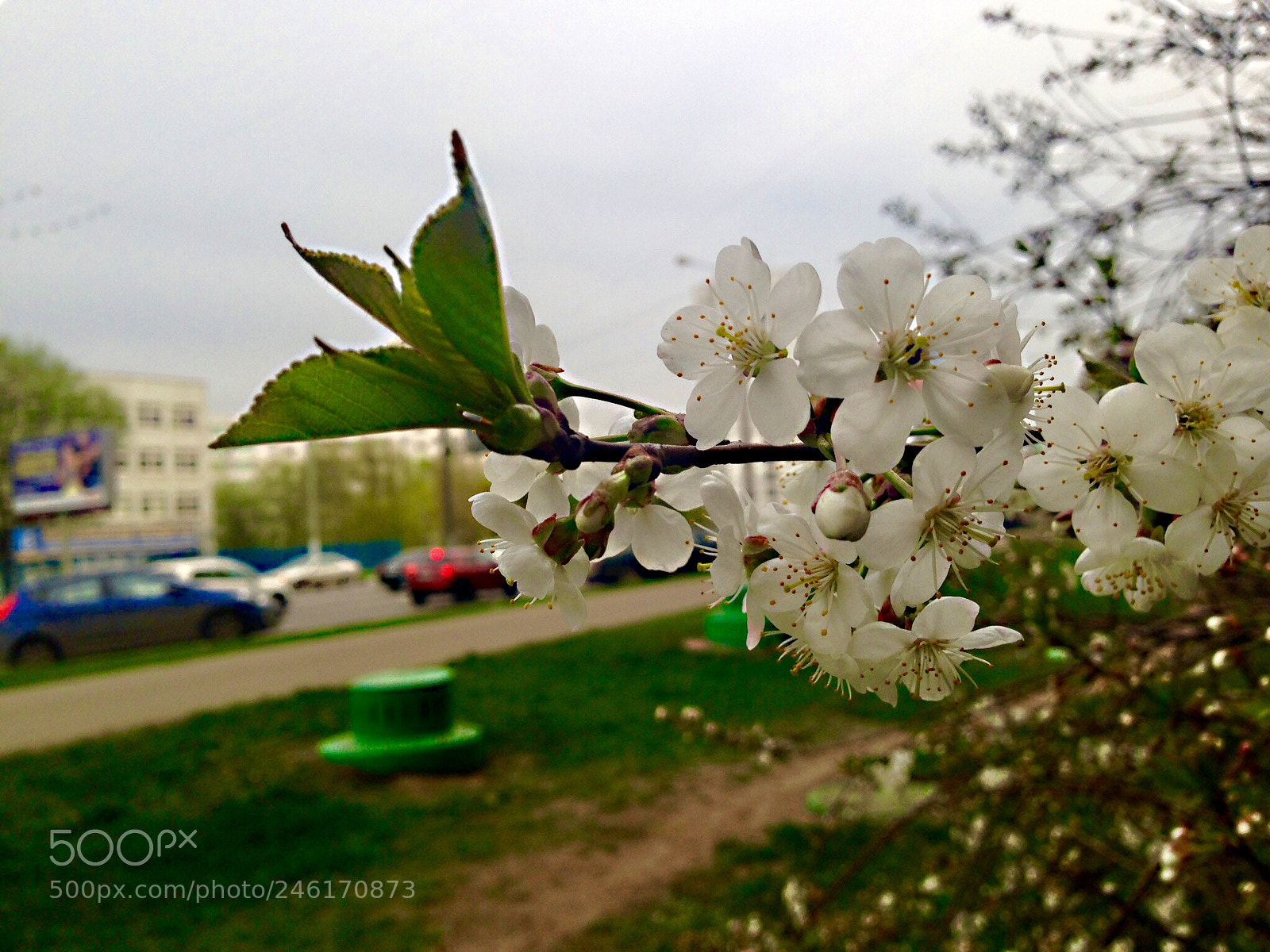 Apple iPhone 5 sample photo. Untitled photography