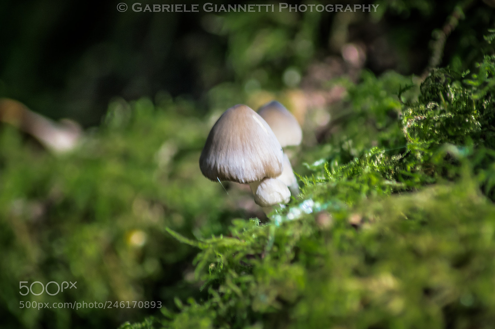 Nikon D3100 sample photo. Mushroom! photography