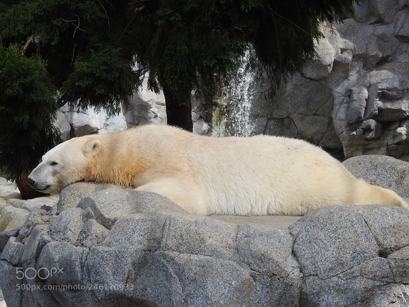 Nikon Coolpix P900 sample photo. Polar bear photography