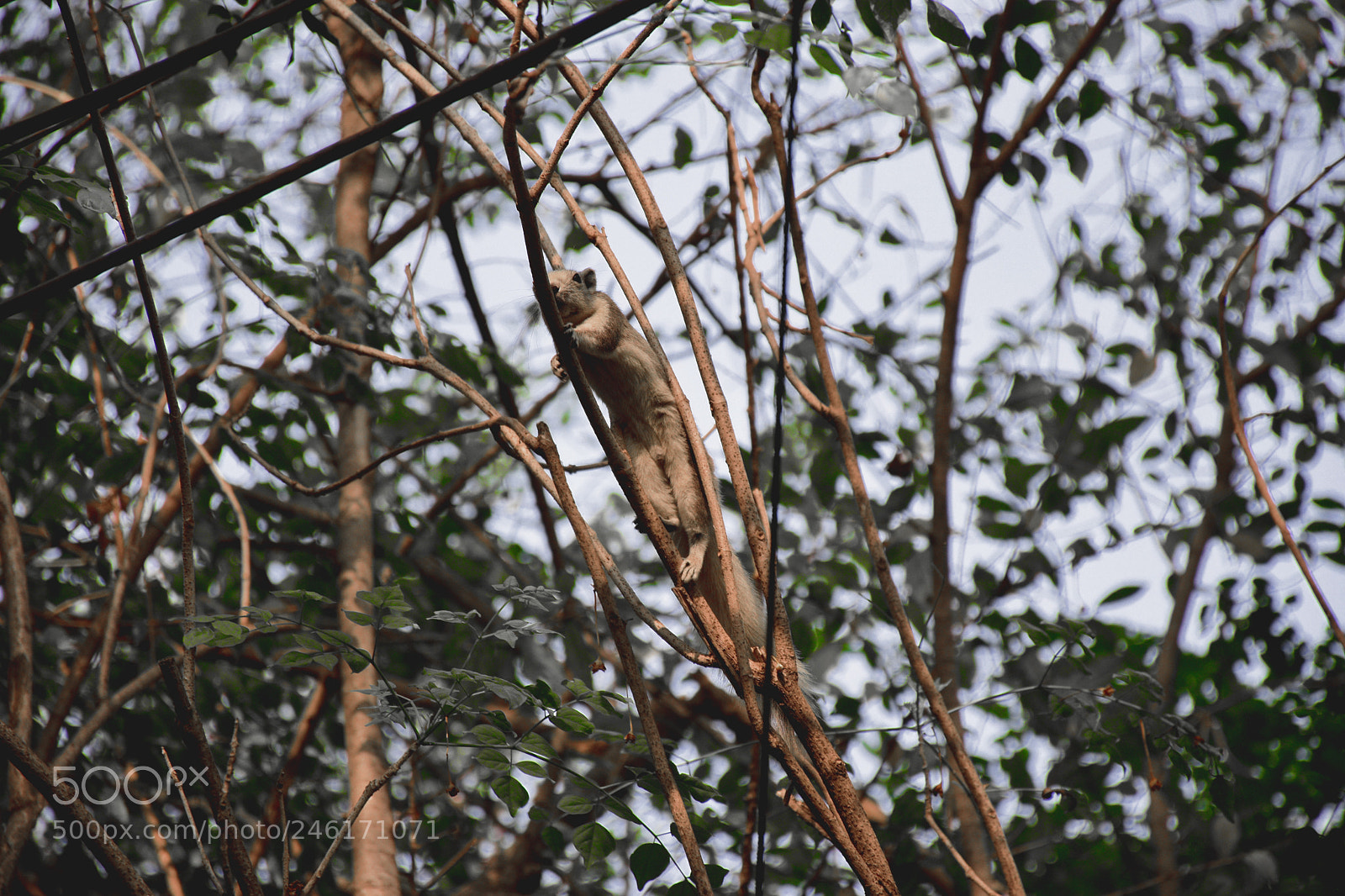 Nikon D5600 sample photo. Callosciurus finlaysoni photography