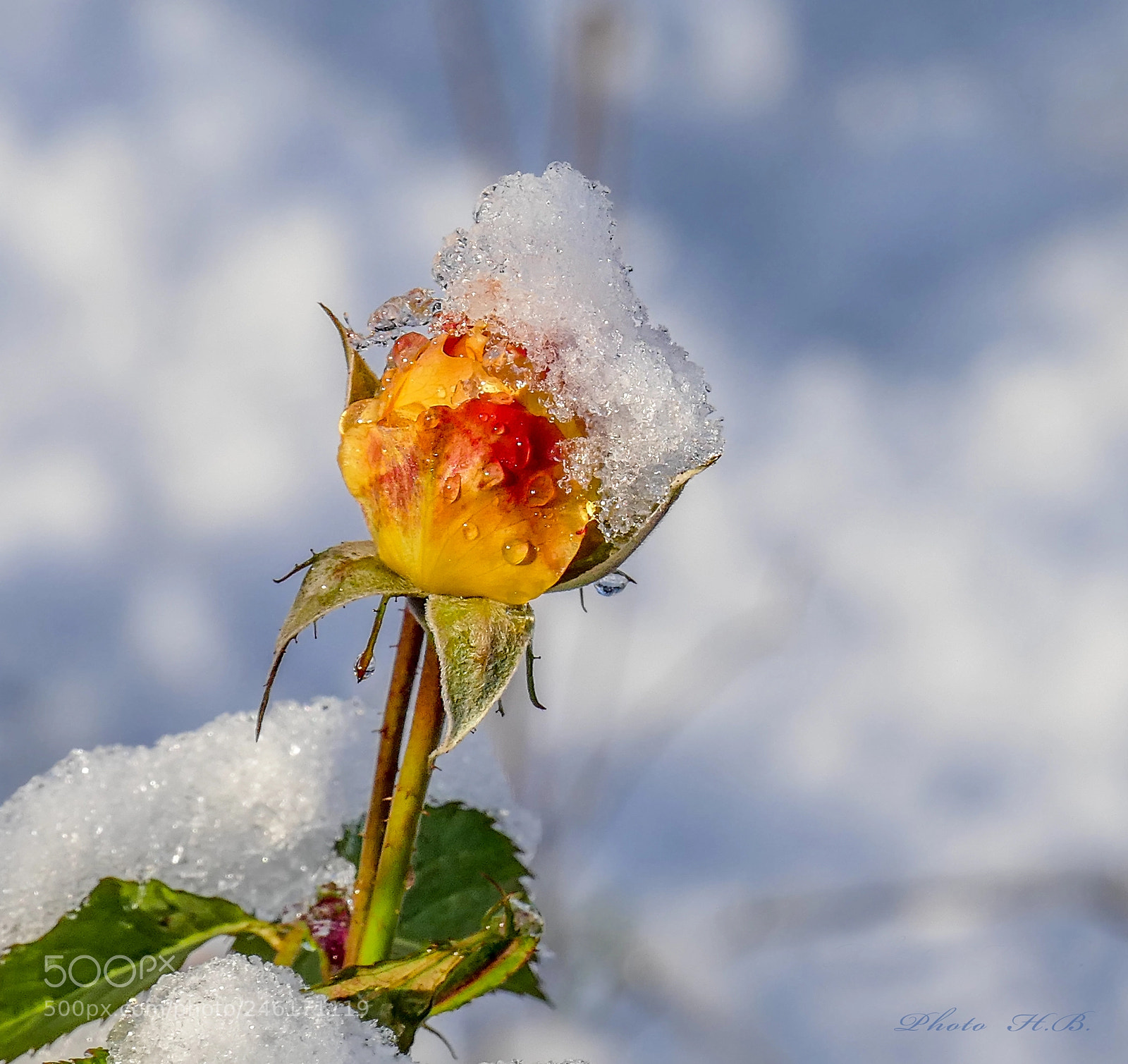 Panasonic Lumix DMC-FZ1000 sample photo. Rosebud with snow cap photography