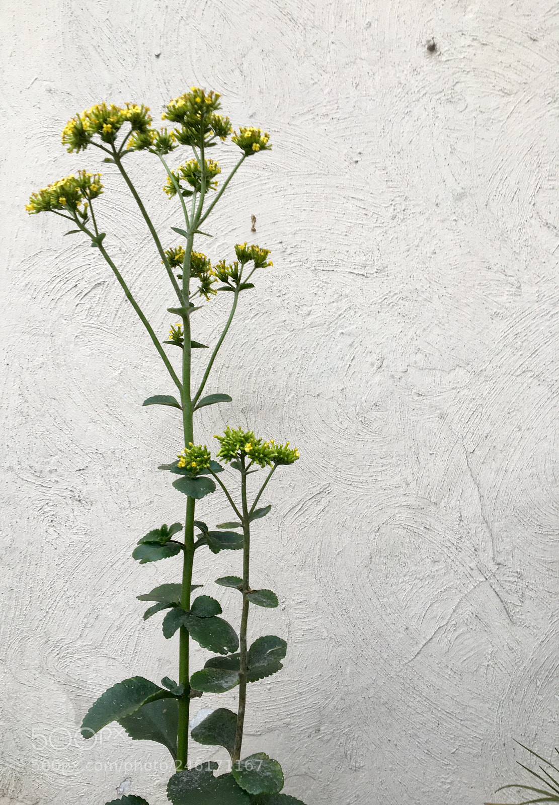 Apple iPhone 6s sample photo. Untitled photography