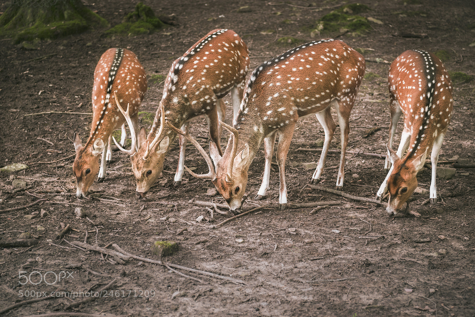 Nikon D750 sample photo. Fallow deer aligned while photography