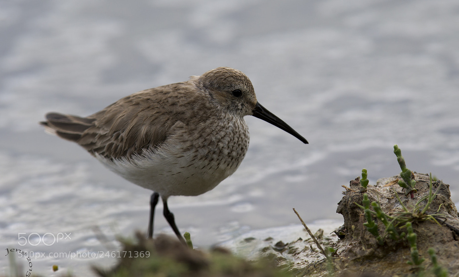 Canon EOS-1D X sample photo. Dunlin photography