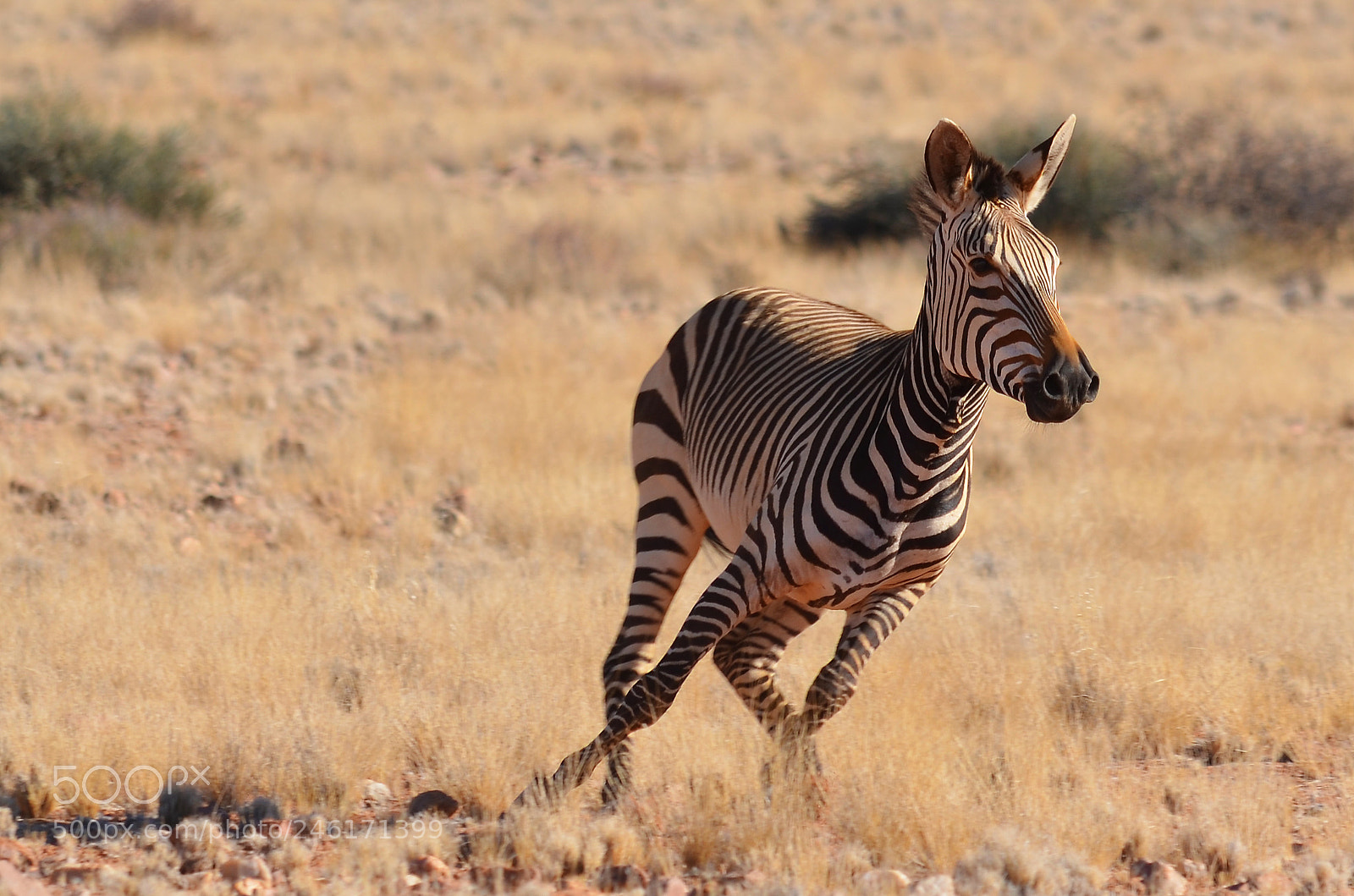 Nikon D5100 sample photo. Zebra photography