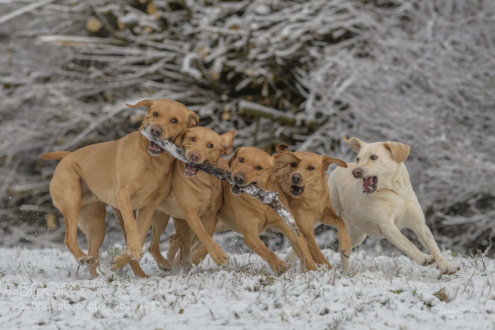 Nikon D850 sample photo. Labradore im schnee photography