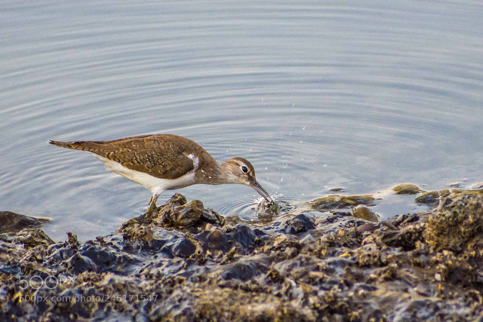 Nikon D7200 sample photo. Sandpiper lunch - caught! photography