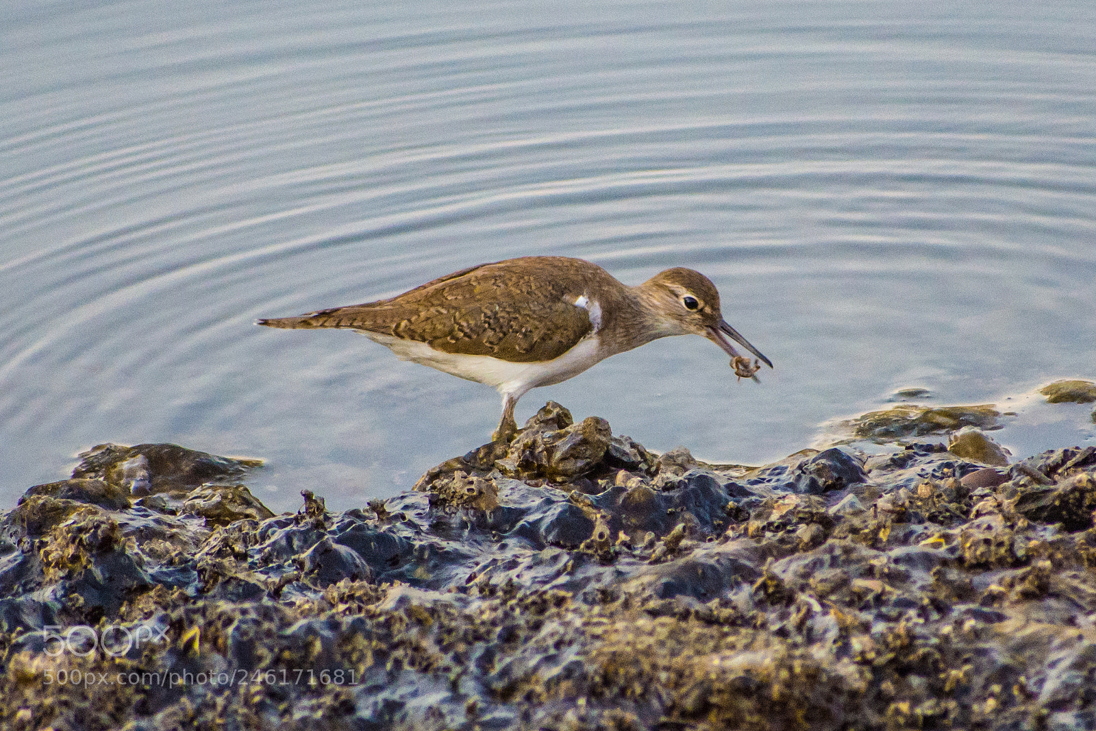 Nikon D7200 sample photo. Sandpiper lunch - ooops! photography