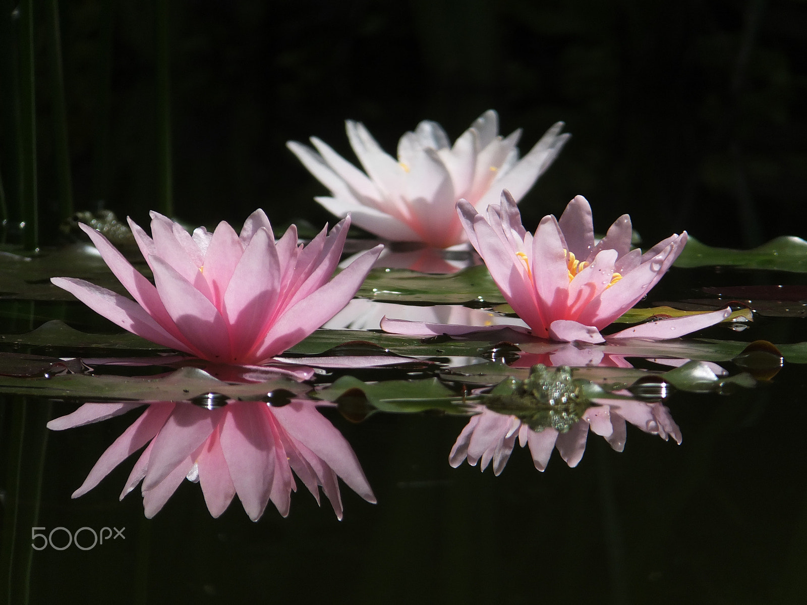 Fujifilm FinePix F750EXR sample photo. Water lily nymphaea photography