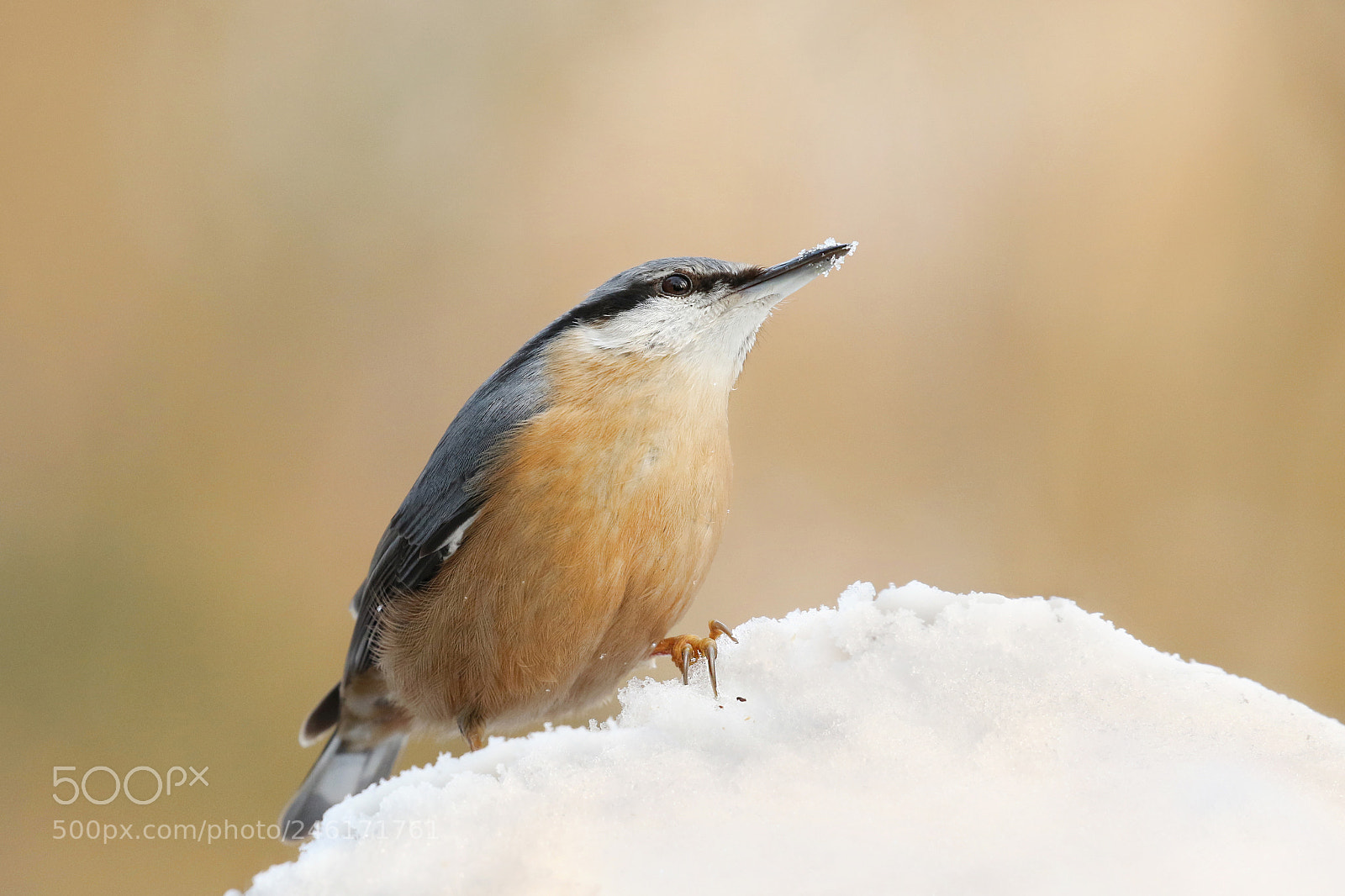 Canon EOS 7D Mark II sample photo. Nuthatch photography