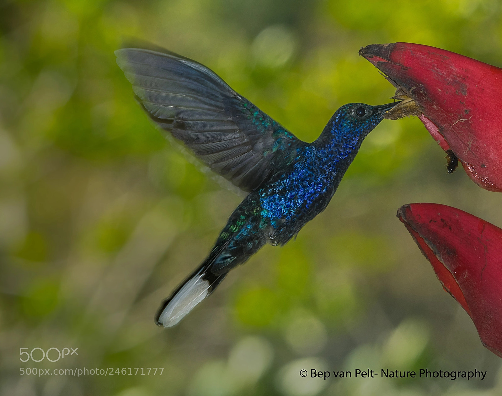 Nikon D500 sample photo. Busy violet sabrewing photography
