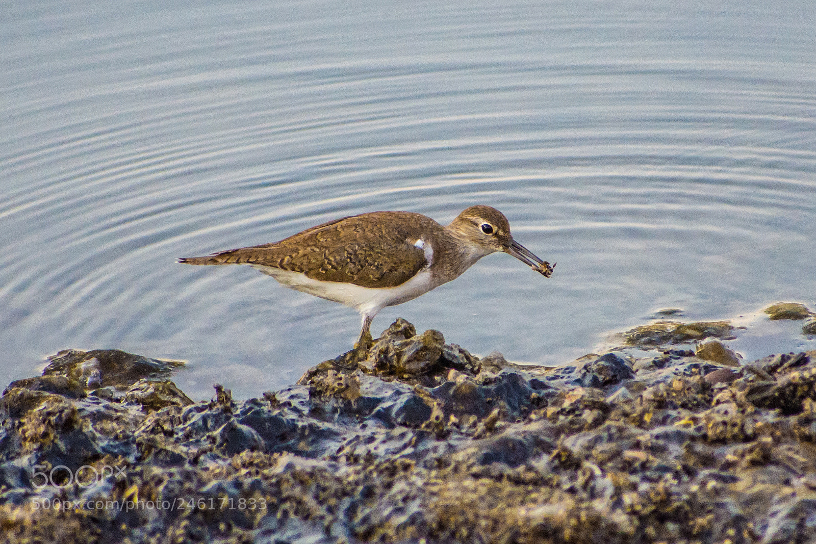 Nikon D7200 sample photo. Sandpiper lunch - gotcha! photography