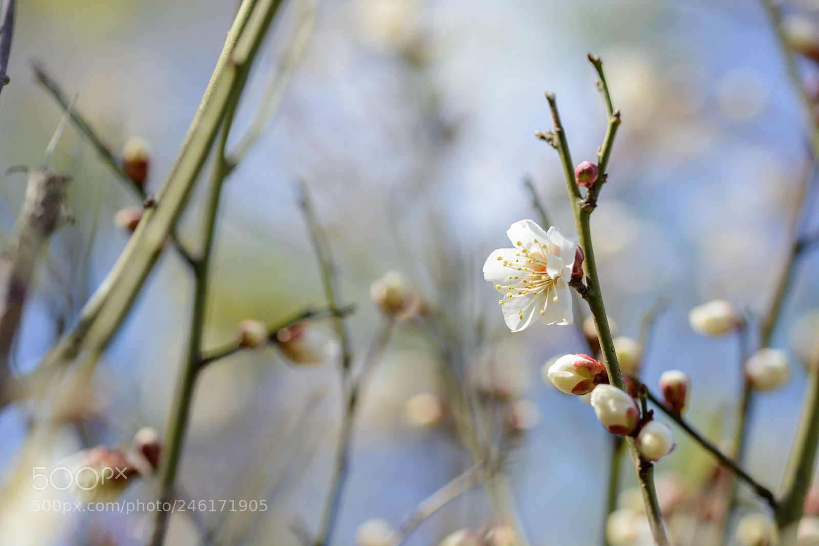Nikon D7100 sample photo. Ume photography