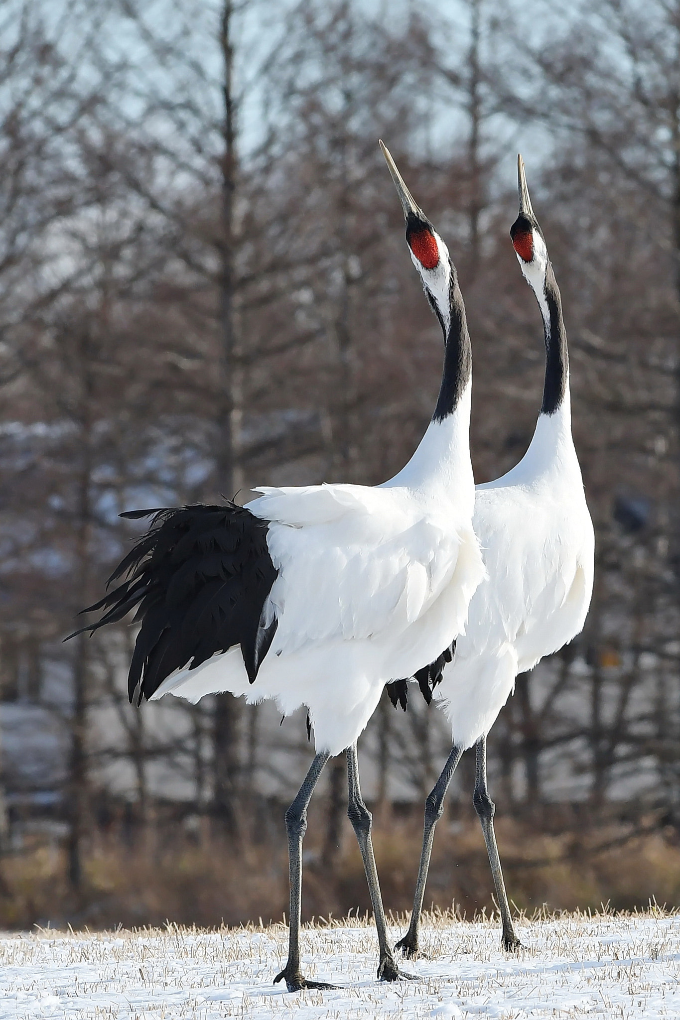 Nikon AF-S Nikkor 300mm F2.8G ED VR II sample photo. Singing photography