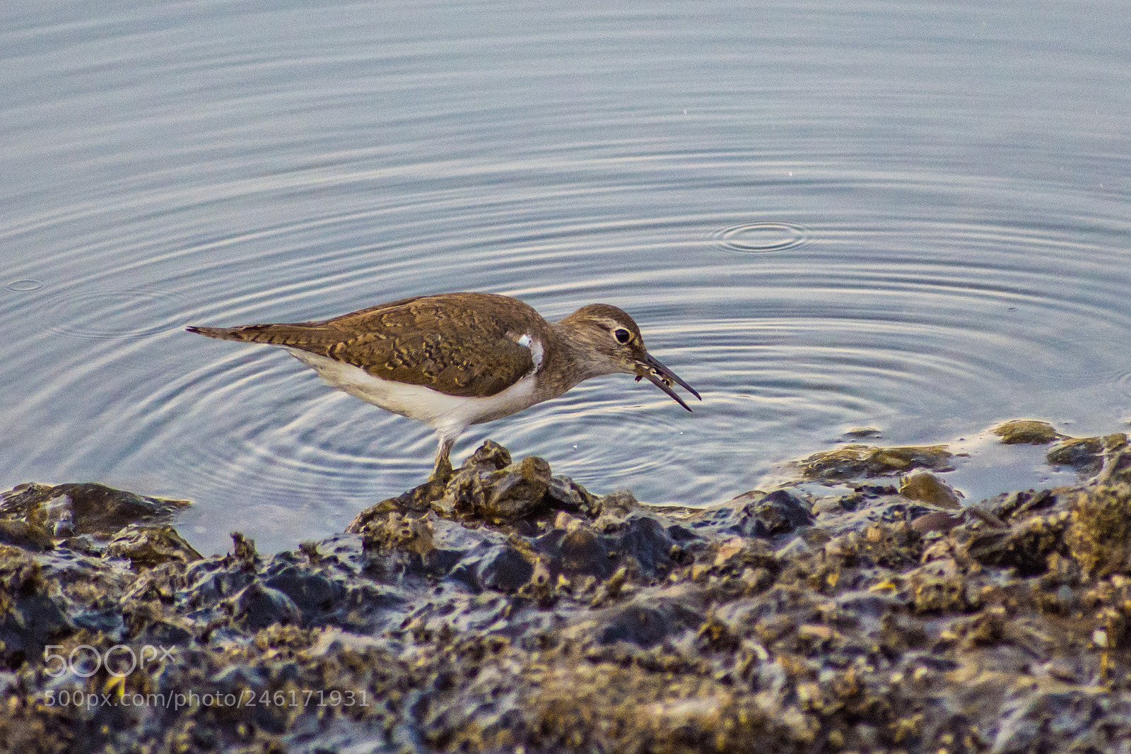 Nikon D7200 sample photo. Sandpiper lunch - gulp! photography