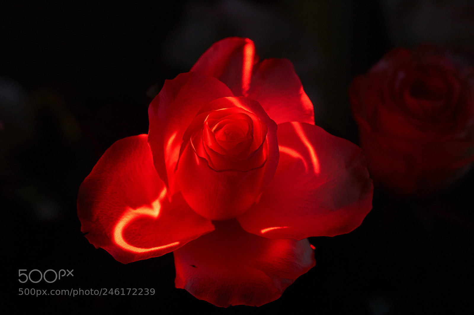 Sony SLT-A65 (SLT-A65V) sample photo. Red rose photography