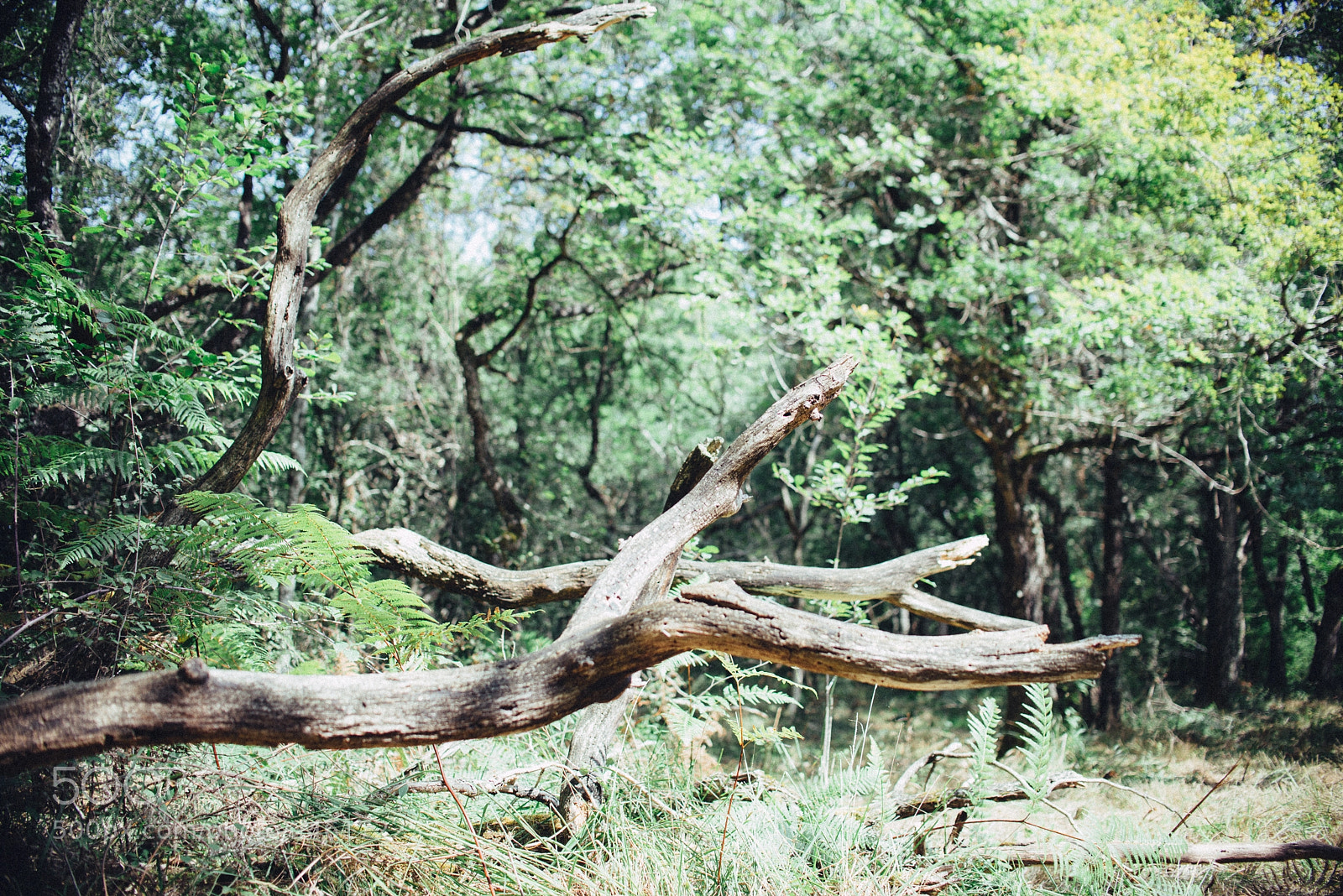 Nikon D610 sample photo. Un bosque tranquilo photography